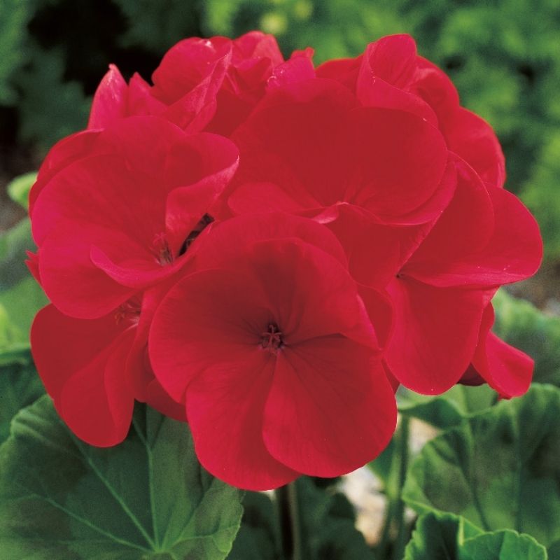 maverick corn herbicide Geranium Maverick Red F1 Seed RAW / 500 Seeds / UNTREATED