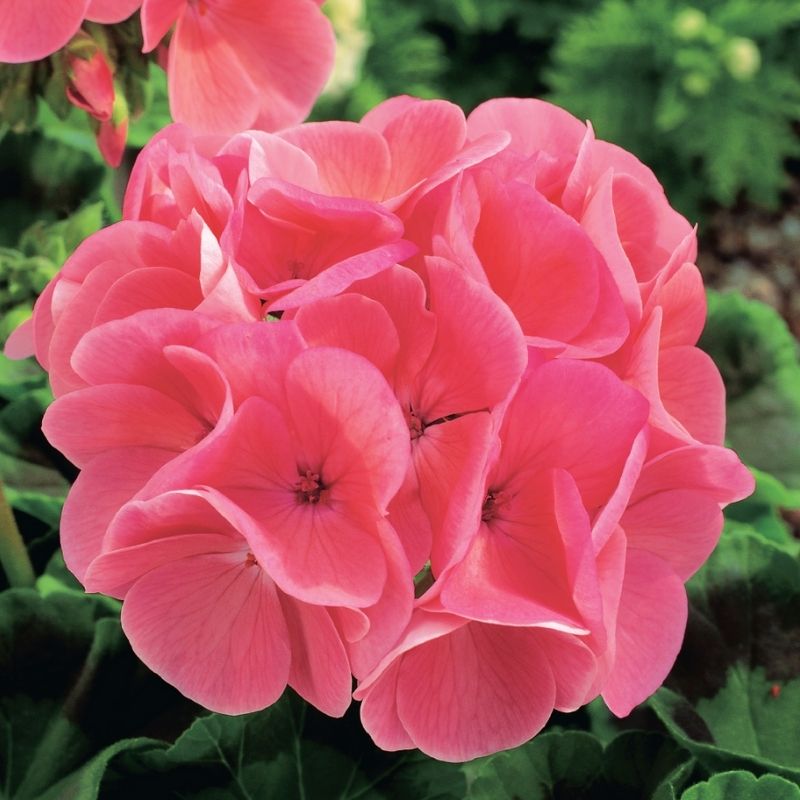 maverick corn herbicide Geranium Maverick Salmon F1 Seed