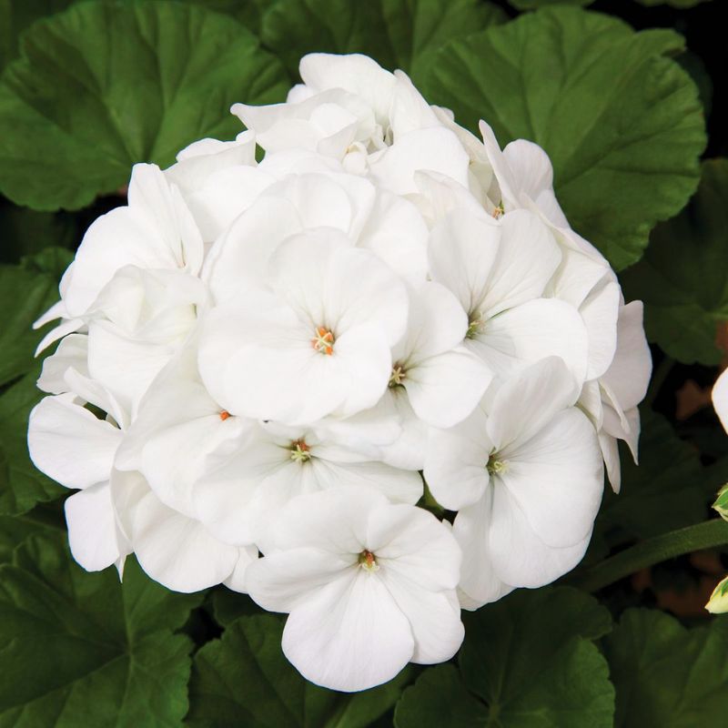 white seed geranium Geranium Maverick White F1 Seed (Film Coat) Untreated