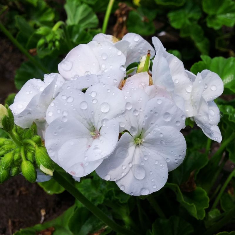 geranium seeds maverick Geranium Maverick White F1 Seed (Film Coat) Untreated
