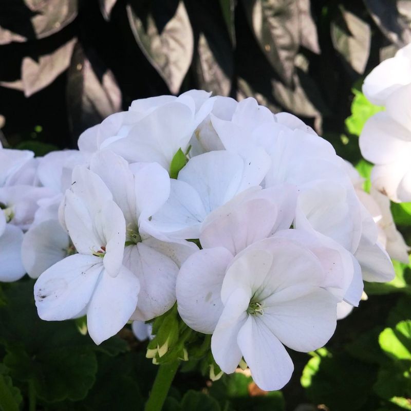 blue geranium seeds Geranium Maverick White F1 Seed (Film Coat) Untreated