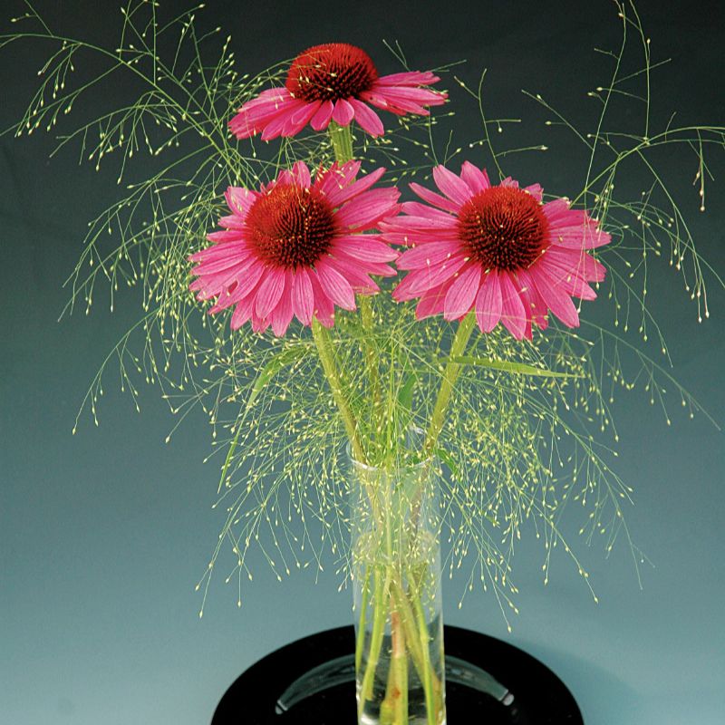 pink echinacea seeds Primadonna Deep Rose Echinacea Plant