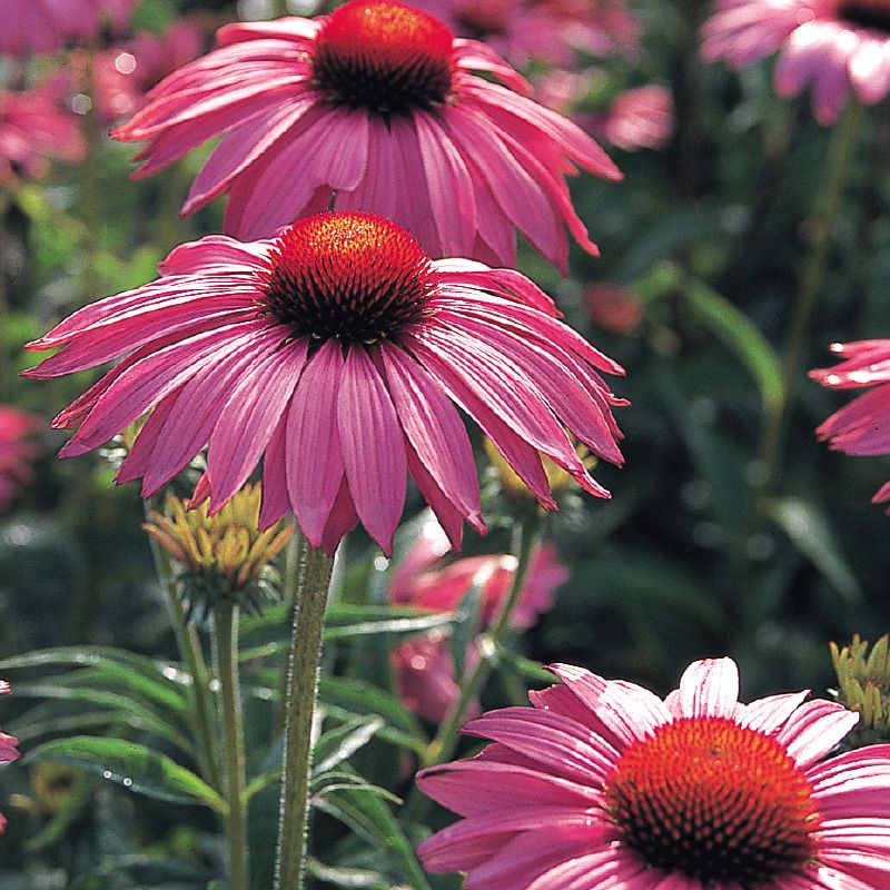 pink echinacea seeds Primadonna Deep Rose Echinacea Plant