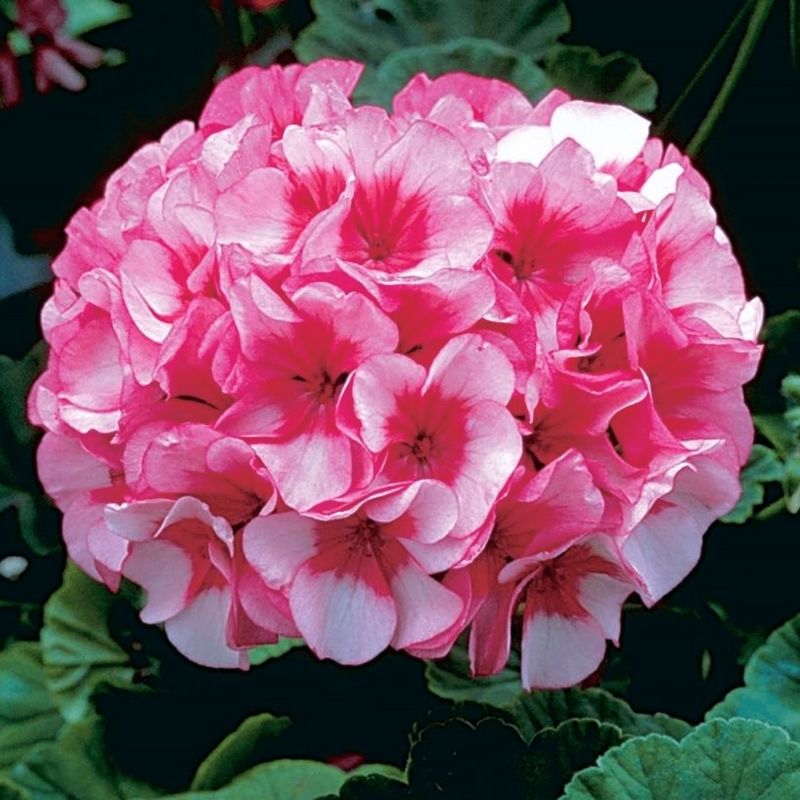 geranium summer skies seeds Geranium Maverick Star F1 Seed RAW / 100 Seeds / Untreated