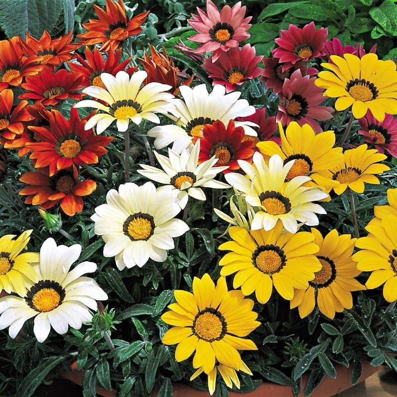 Gazania Kiss Frosty Mix F1 Seed – Harris Seeds