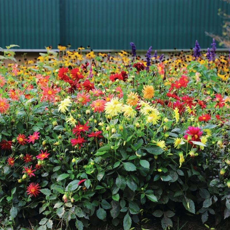 organic dahlia seeds Dahlia Stargazer Mix Organic Seed RAW / 50 Seeds / Organic