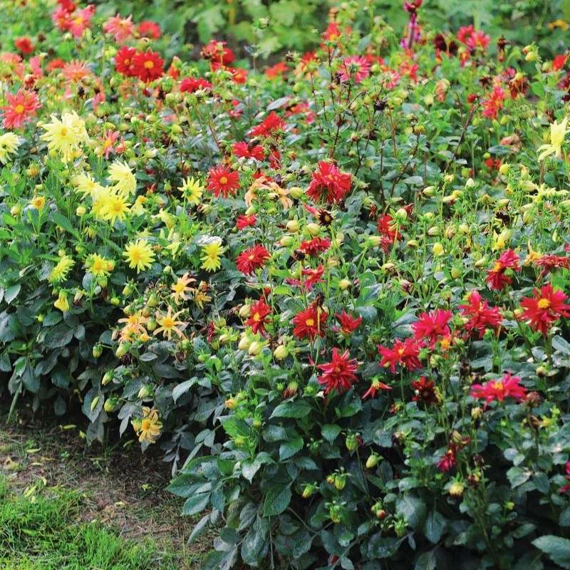 giant hybrid mix dahlia seed Dahlia Stargazer Mix Organic Seed RAW / 50 Seeds / Organic