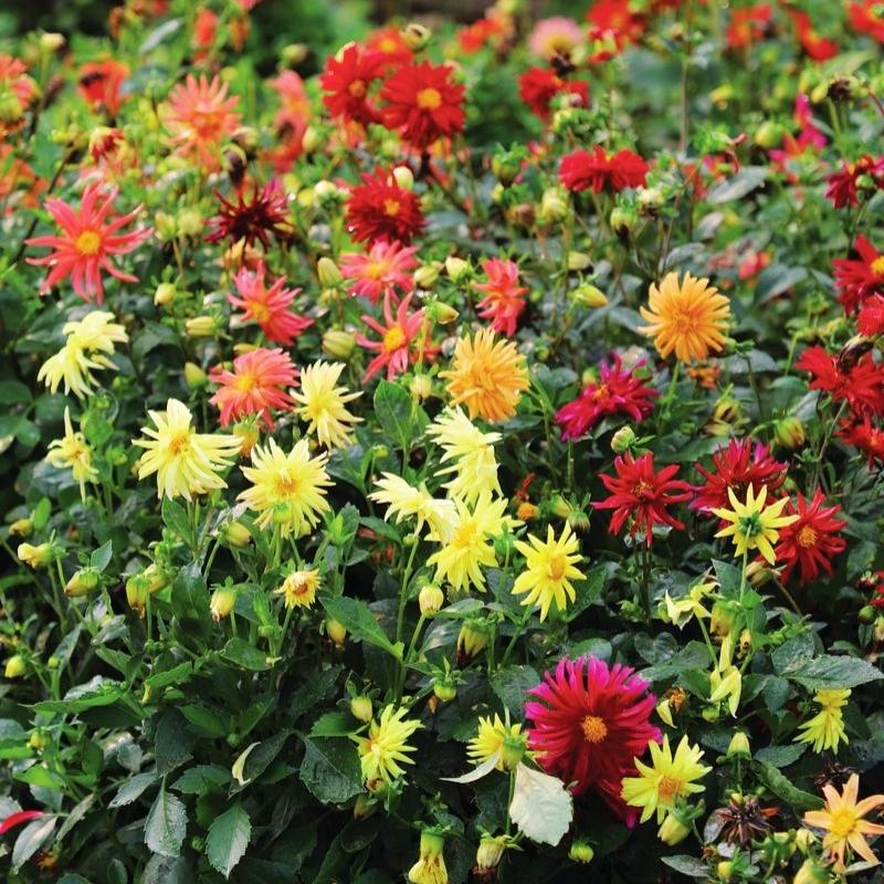 Dahlia Stargazer Mix Organic Seed RAW / 50 Seeds / Organic