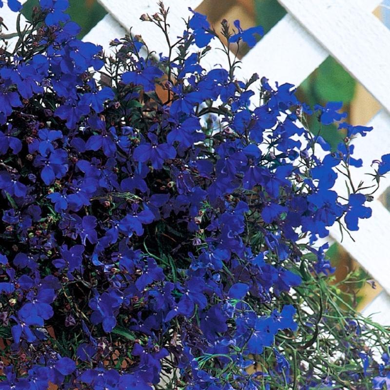 lobelia from seed to flower Lobelia Regatta Midnight Blue Seed