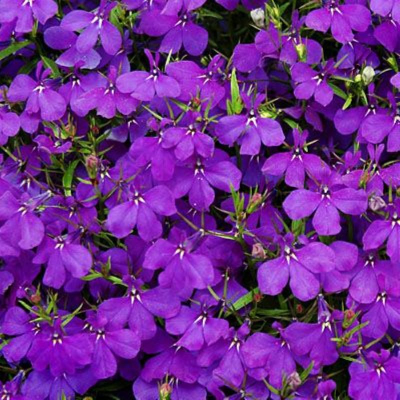 Lobelia Crystal Palace Seed – Harris Seeds