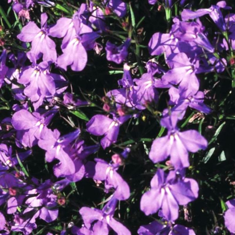 palace herbicide Lobelia Crystal Palace Seed