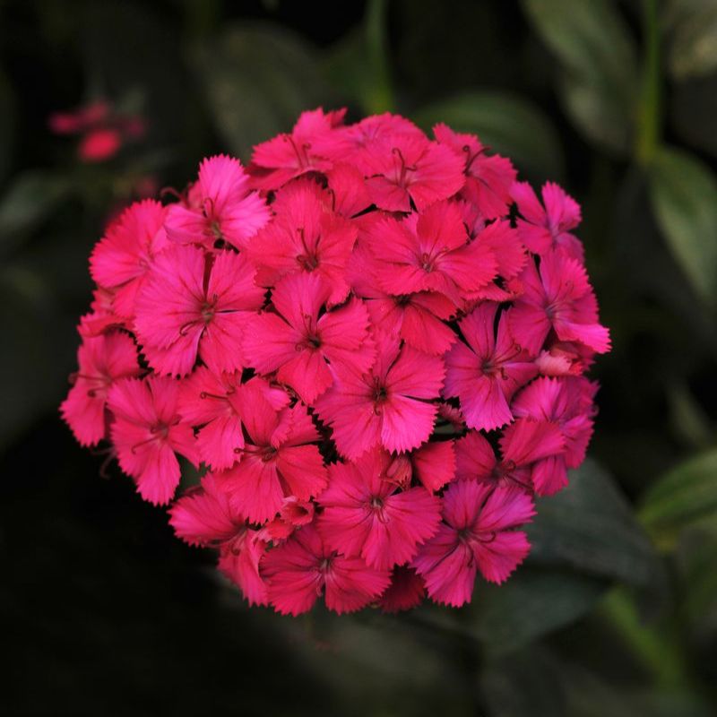 Dianthus Amazon Neon Cherry F1 Seed – Harris Seeds