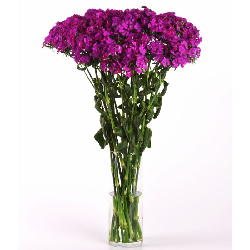 Dianthus Amazon Neon Purple F1 Seed PELLETED / 1,000 seeds / UNTREATED