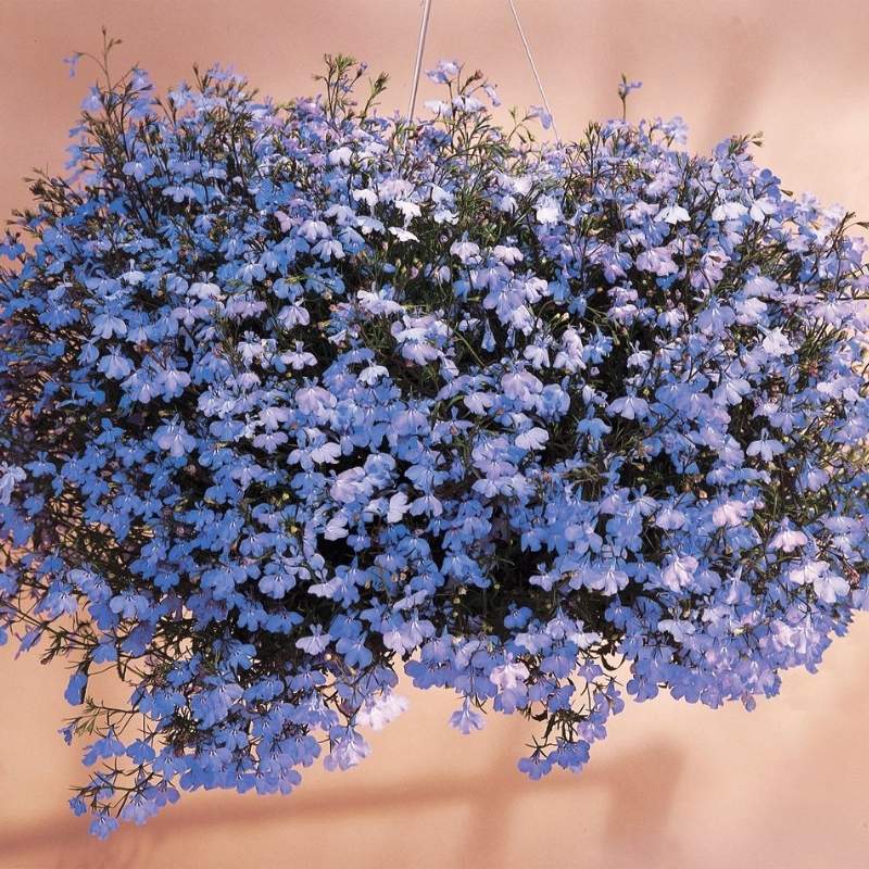 hanging plant with blue flowers Lobelia Regatta Sky Blue Seed