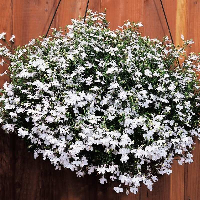 lobelia from seed to flower Lobelia Regatta White Seed – Harris Seeds