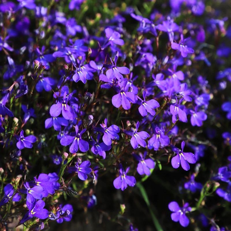Lobelia Riviera Midnight Blue Seed – Harris Seeds