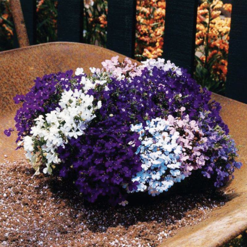 Lobelia Riviera Mix Seed – Harris Seeds
