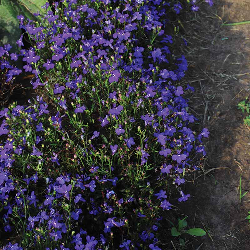 Lobelia Riviera Mix Seed – Harris Seeds