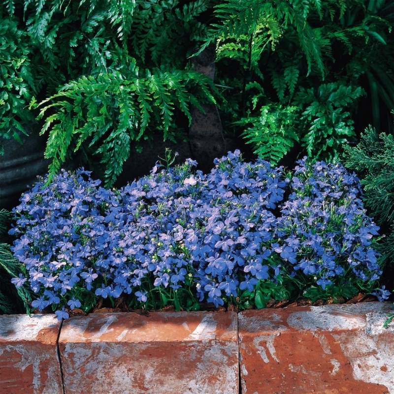 Lobelia Riviera Sky Blue Seed – Harris Seeds