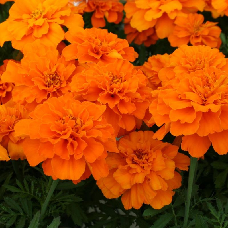 tangerine french marigold seeds Marigold Safari Tangerine Seed
