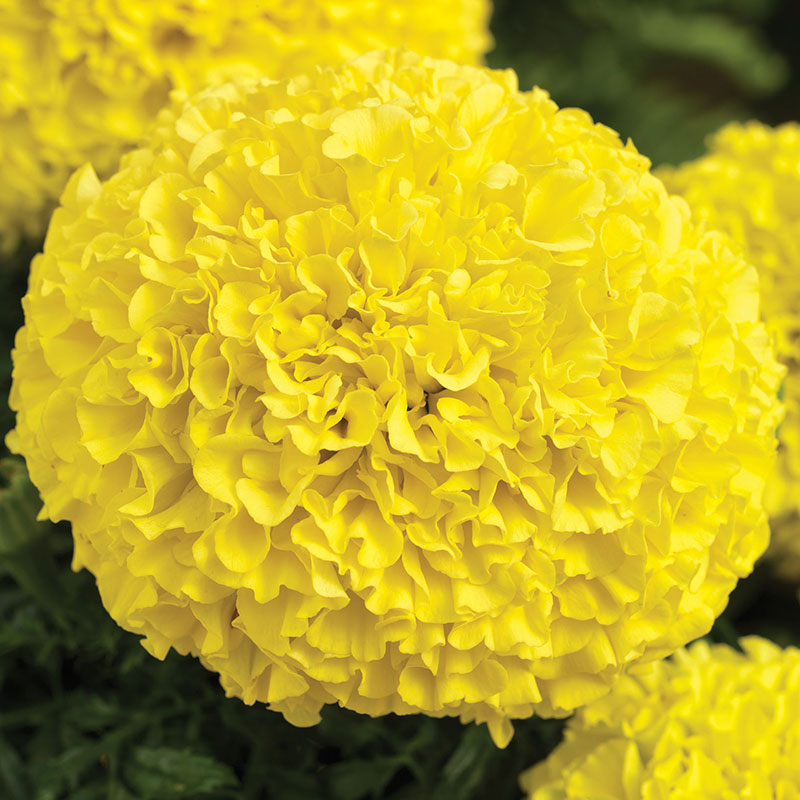 f1 marigold seeds Marigold Perfection Yellow F1 Seed