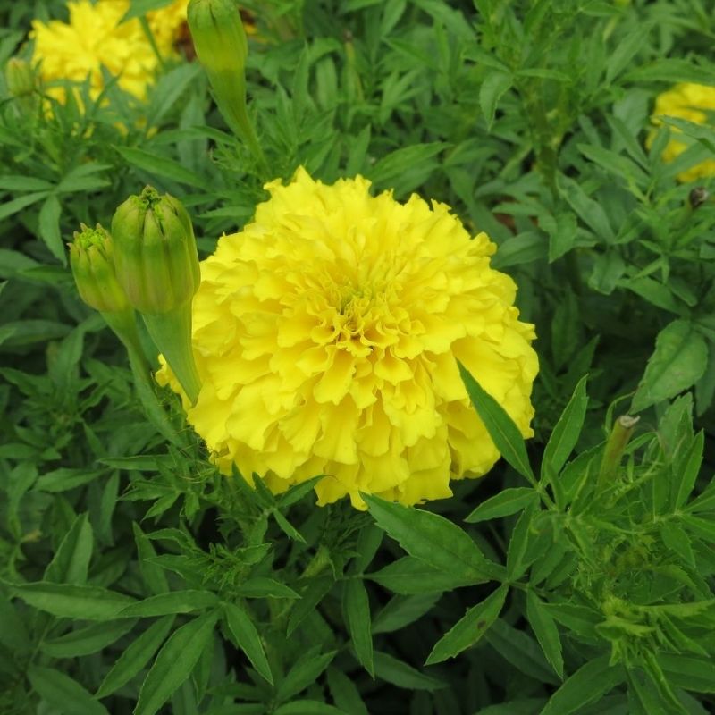 f1 marigold seeds Marigold Perfection Yellow F1 Seed