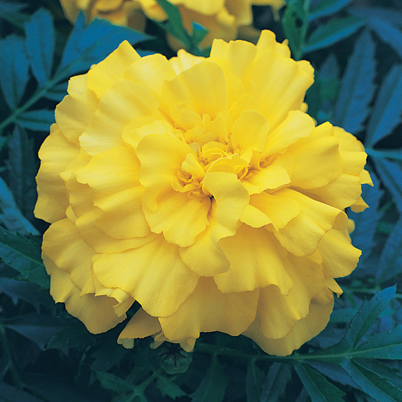 Marigold Zenith Lemon Yellow F1 Seed – Harris Seeds