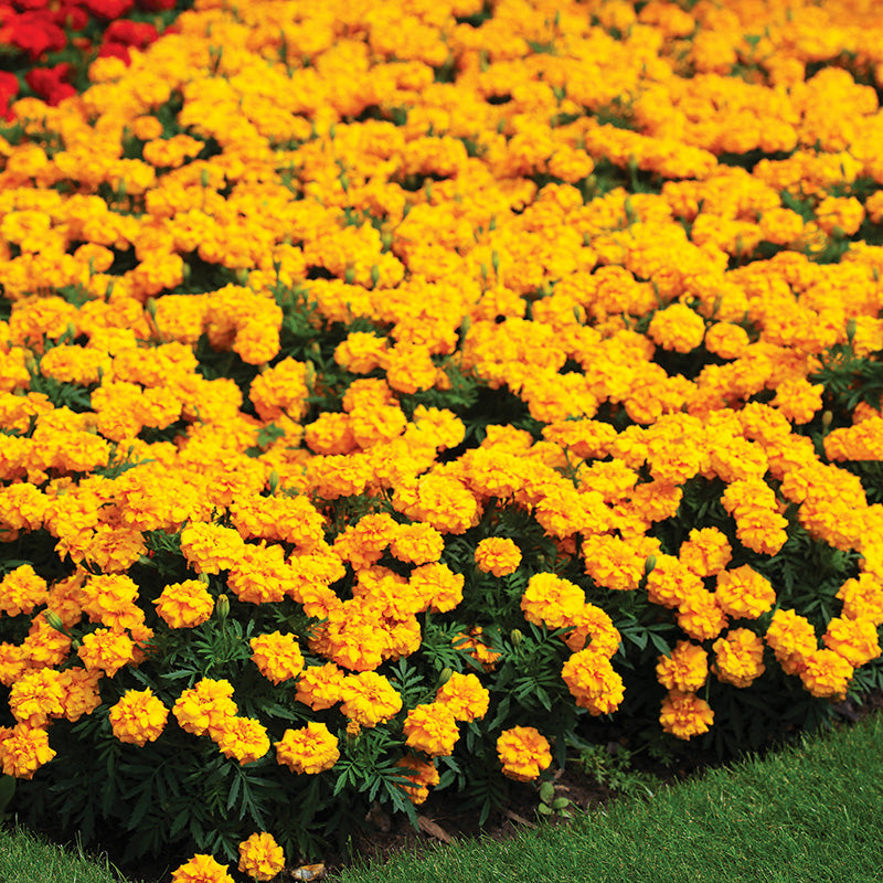 Marigold Zenith Yellow F1 Seed – Harris Seeds