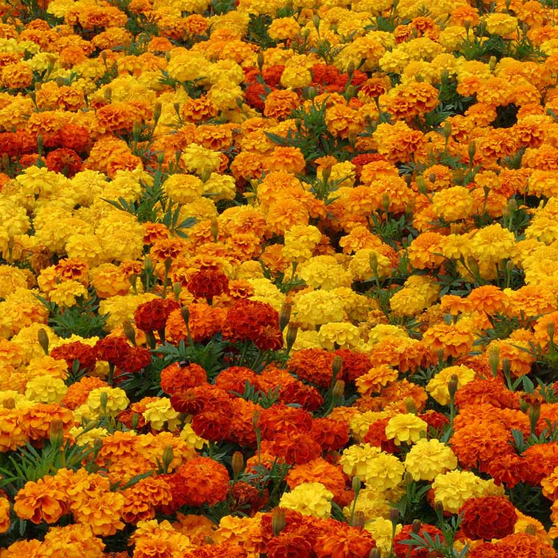 field marigold seeds Marigold Zenith Mix F1 Seed