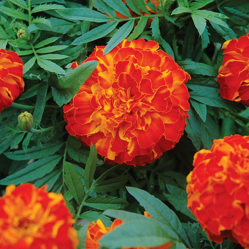 Marigold Zenith Mix F1 Seed – Harris Seeds