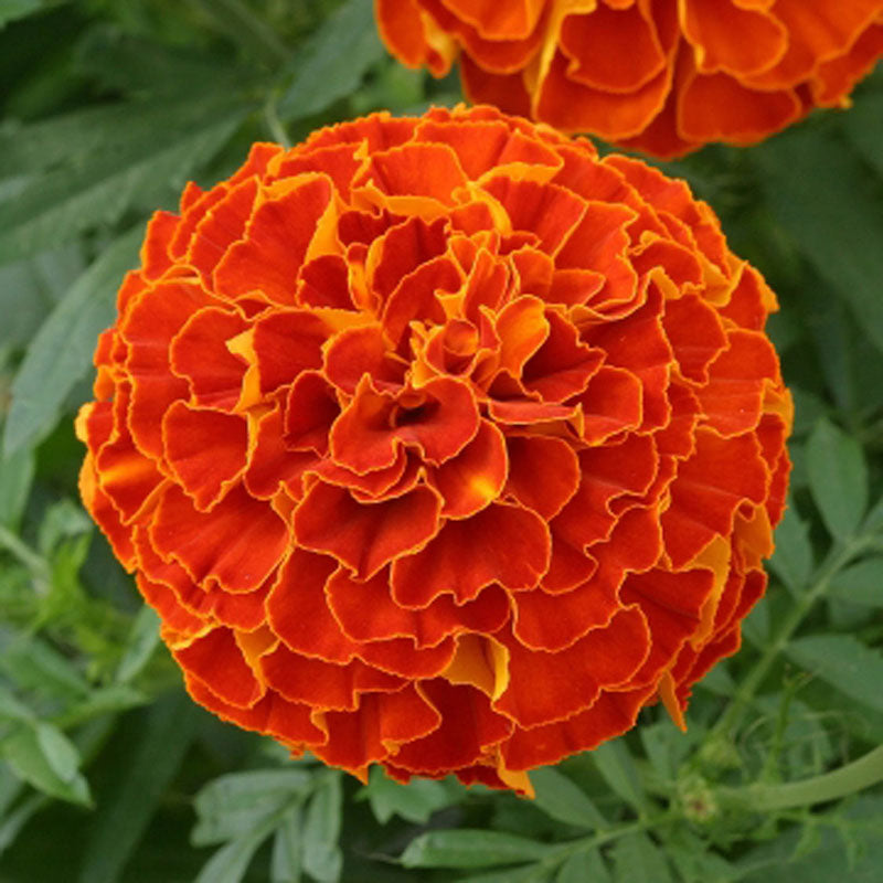 red marigold seeds Marigold Zenith Red F1 Seed RAW / 250 seeds / UNTREATED