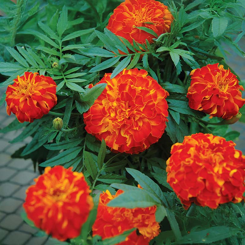 marigold flowers from seed Marigold Zenith Red F1 Seed – Harris Seeds