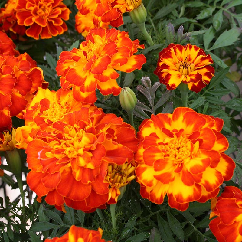 marigold mix seeds Marigold Safari Mix Seed RAW / 50 seeds / UNTREATED