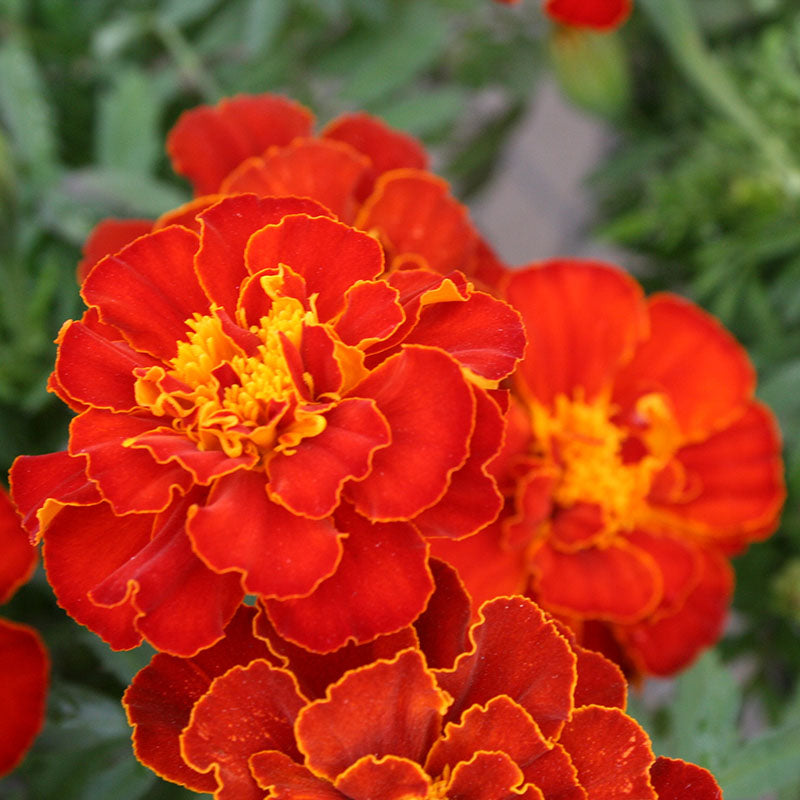 Marigold Safari Mix Seed – Harris Seeds