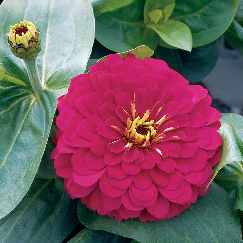 Zinnia Magellan Cherry F1 Seed – Harris Seeds