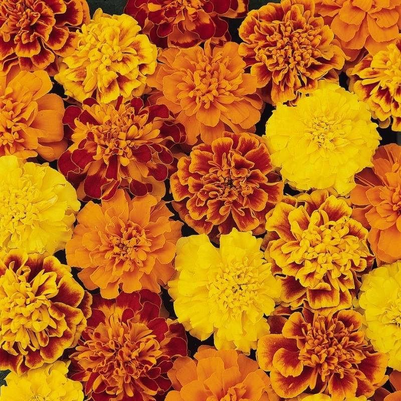 bonanza herbicide Marigold Bonanza Mix Seed RAW / 500 seeds / UNTREATED
