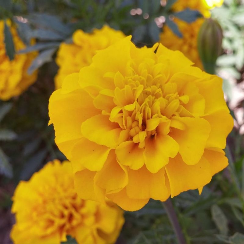 yellow french marigold seeds Marigold Bonanza Yellow Seed RAW / 500 seeds / UNTREATED