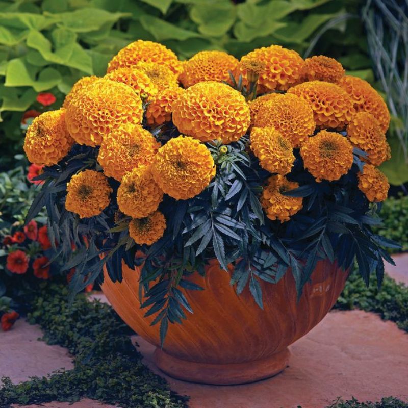f1 marigold seeds Marigold Antigua Orange F1 Seed