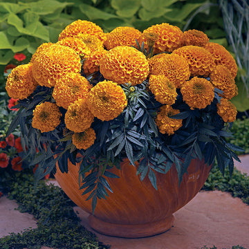 Marigold Antigua Orange F1 Seed