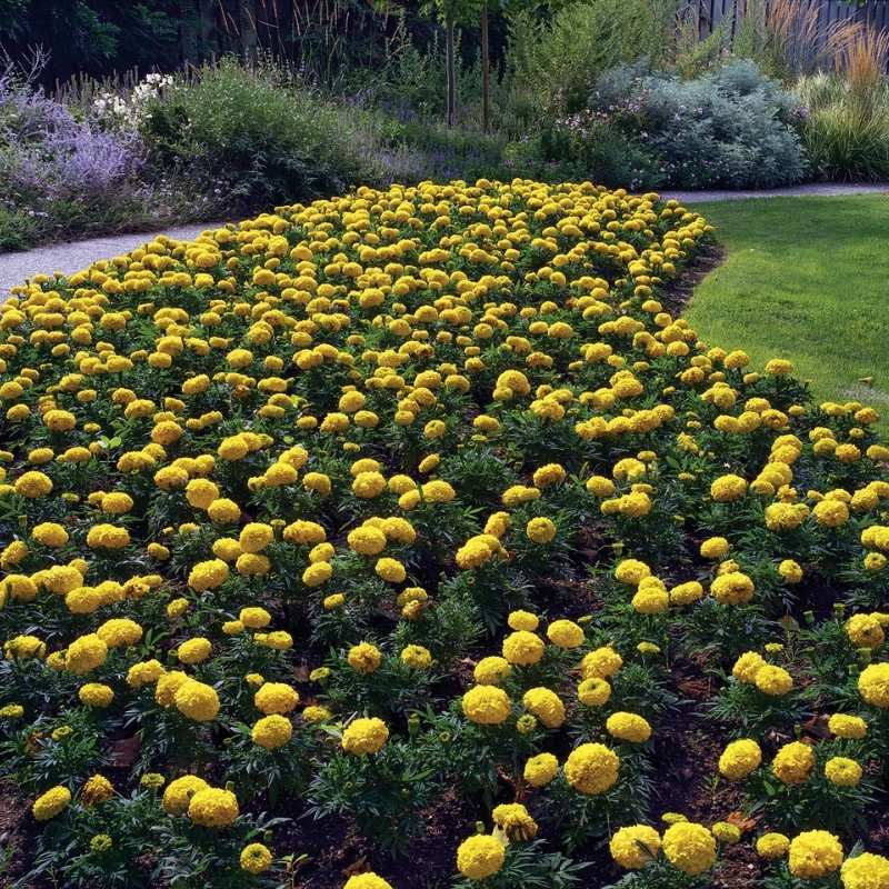 marigold yellow flower seeds Marigold Antigua Yellow F1 Seed