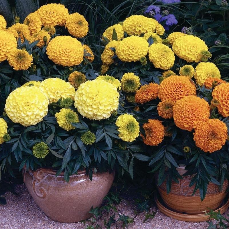 american seed marigold Marigold Antigua Mix F1 Seed, Size: 50 Seeds