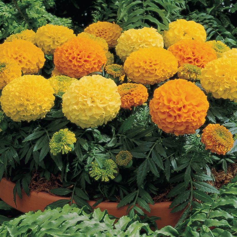 marigold f1 hybrid seeds Marigold Antigua Mix F1 Seed, Size: 50 Seeds