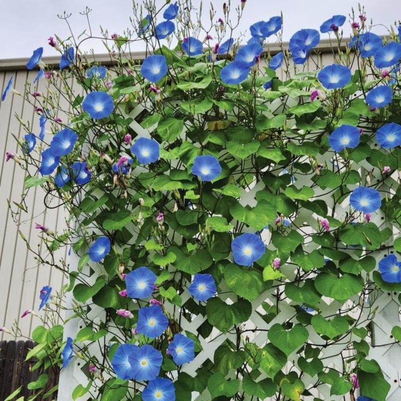 morning glory seeds for sale untreated Ipomoea Heavenly Blue Seed RAW / 50 seeds / UNTREATED
