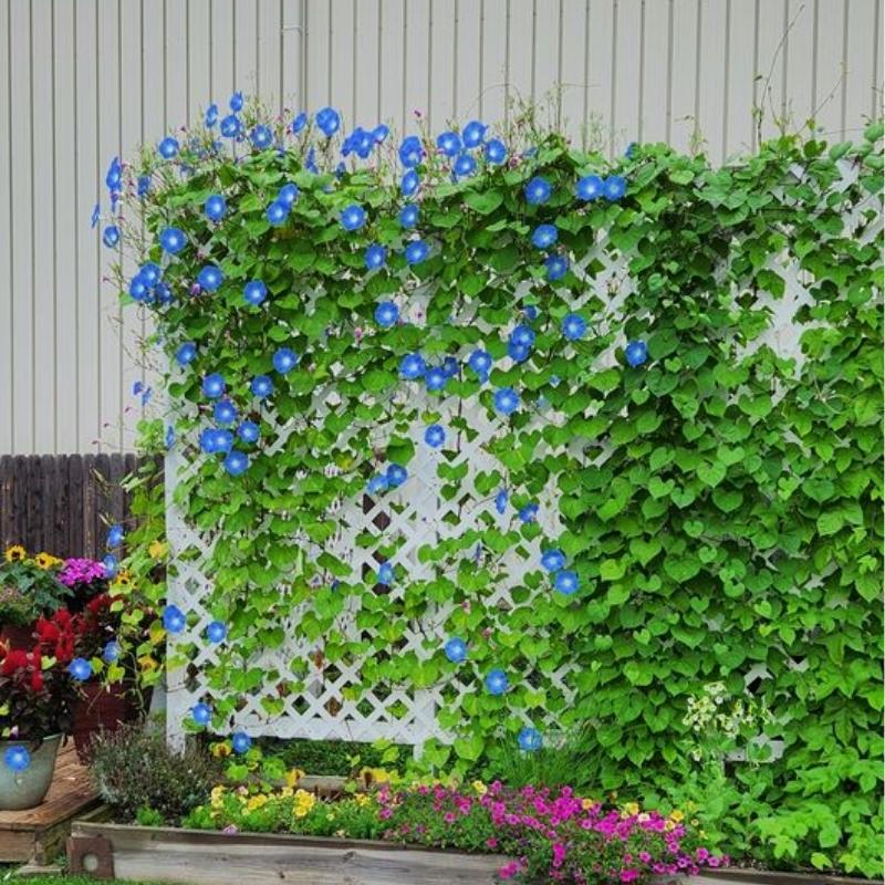 blue morning glory seeds high Ipomoea Heavenly Blue Seed RAW / 50 seeds / UNTREATED