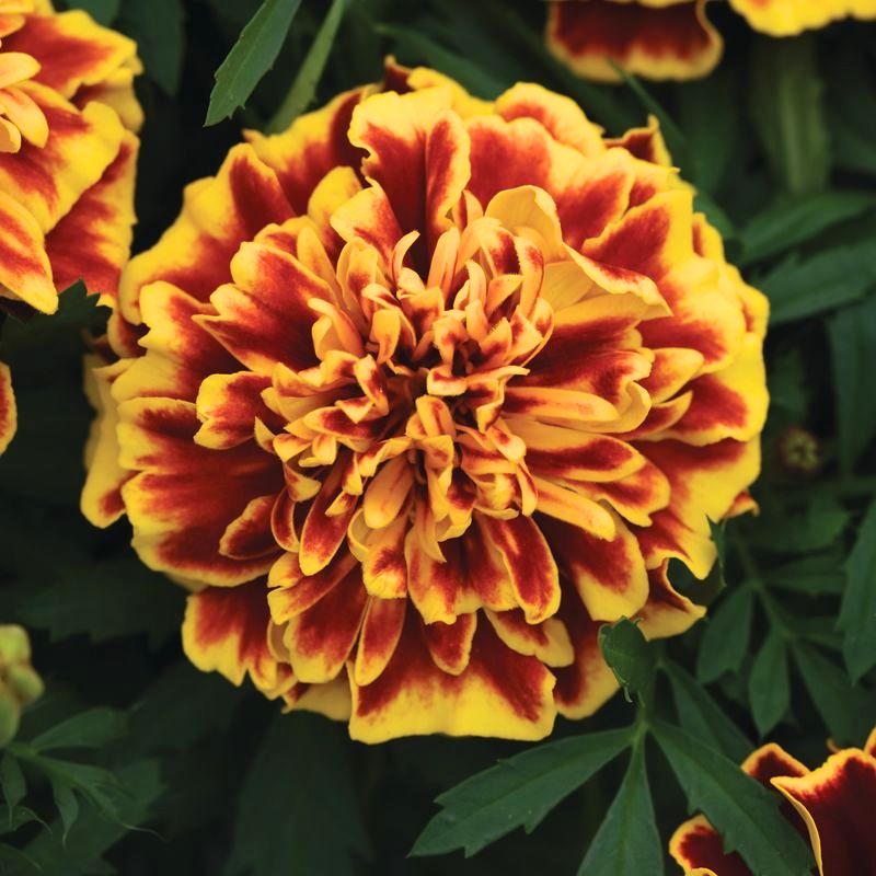 french marigold seeds Marigold Bonanza Bee Seed RAW / 500 seeds / UNTREATED