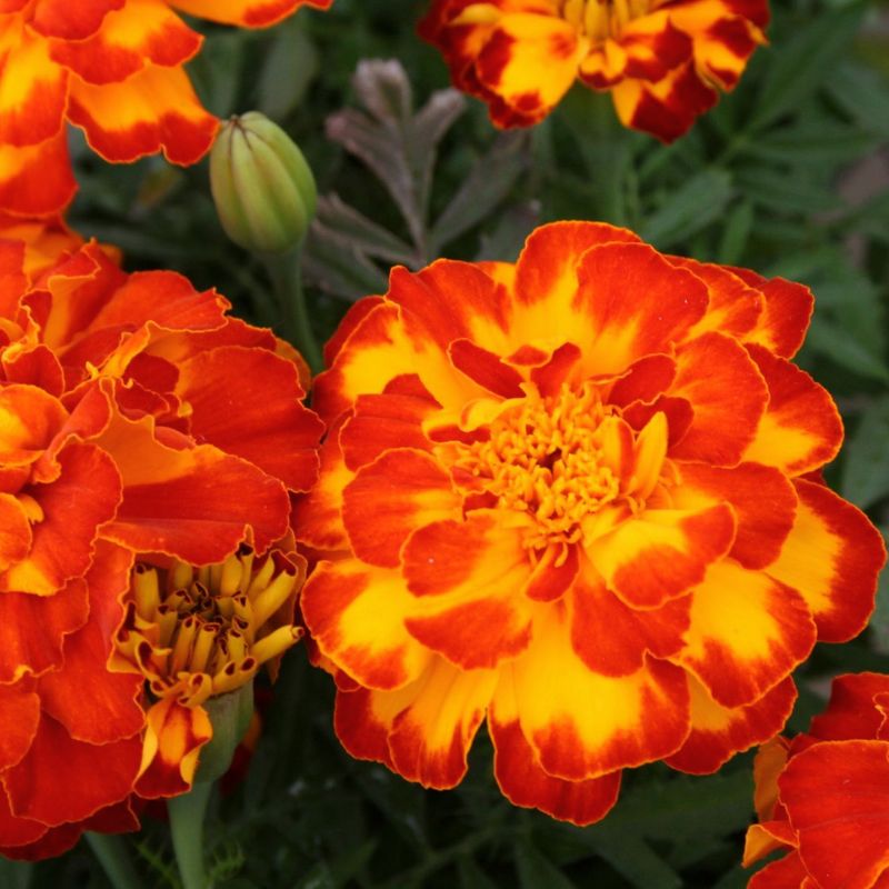Marigold Safari Bolero Seed – Harris Seeds