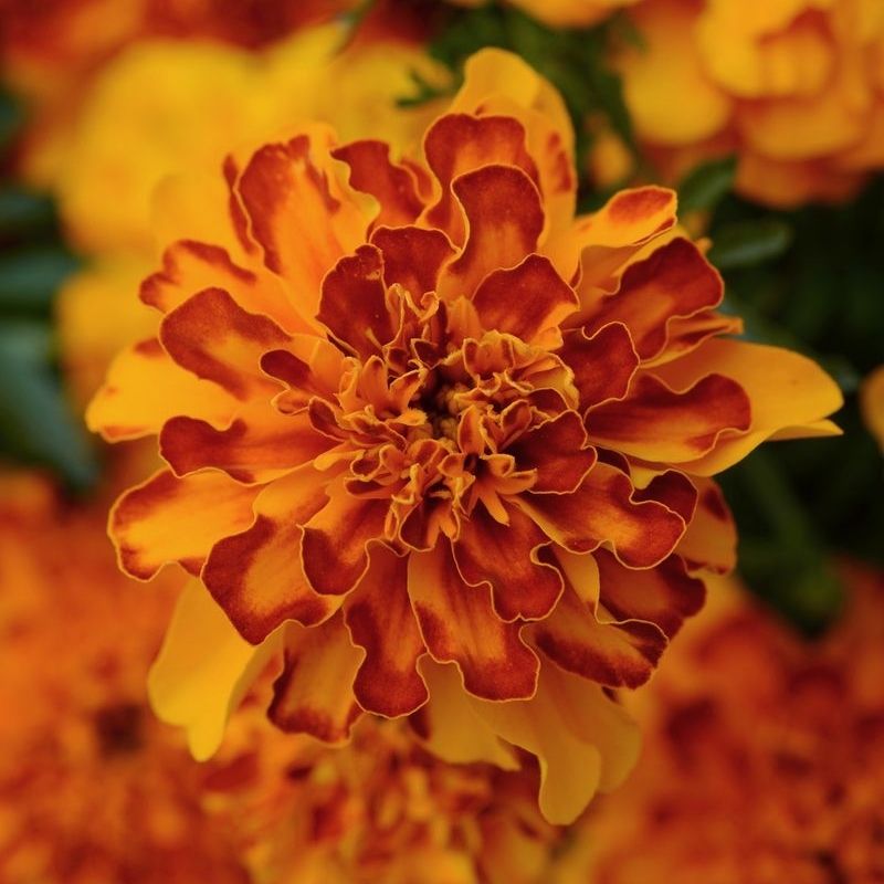bulk french marigold seeds Marigold Bonanza Bolero Seed RAW / 1,000 Seeds / UNTREATED