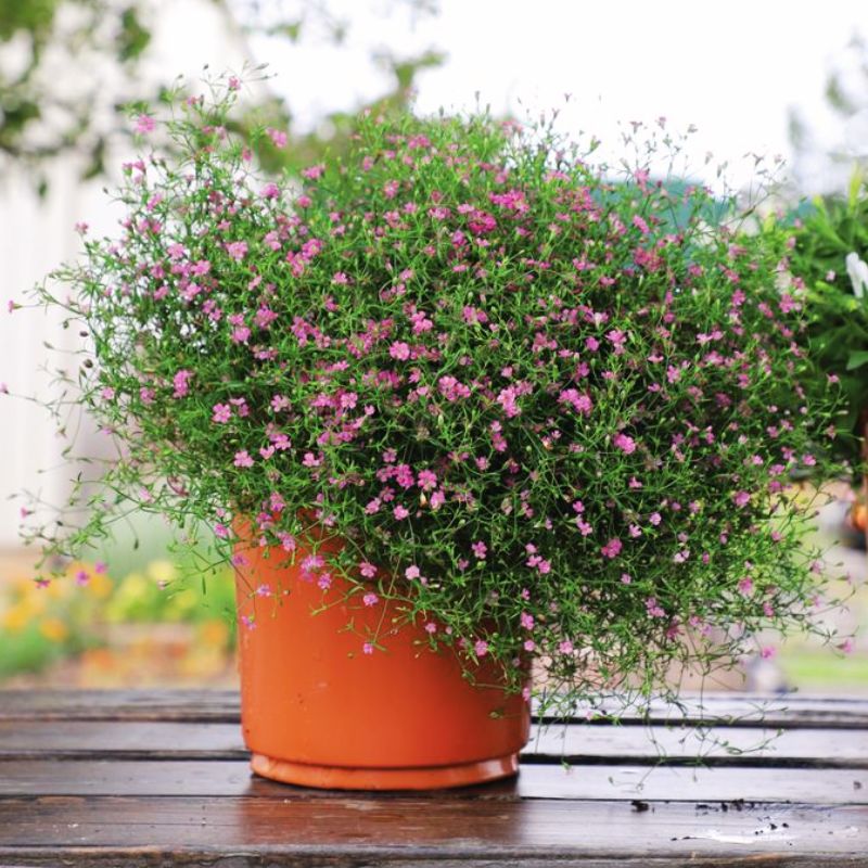 gypsy plant seeds Gypsophila Gypsy Deep Rose Seed