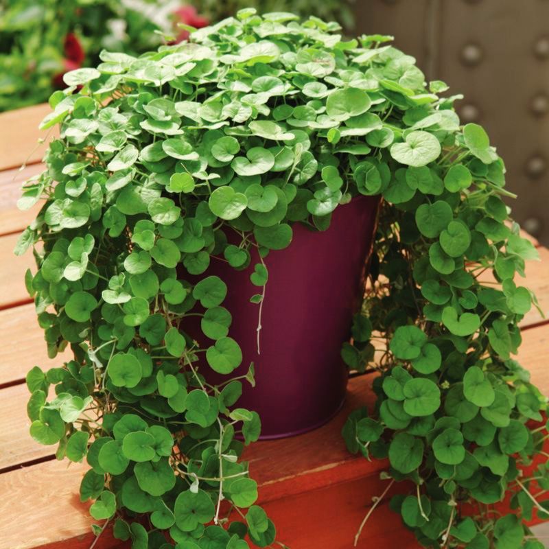 emerald falls plant indoor Dichondra Emerald Falls Seed MULTI PELLETED / 1,000 seeds / UNTREATED