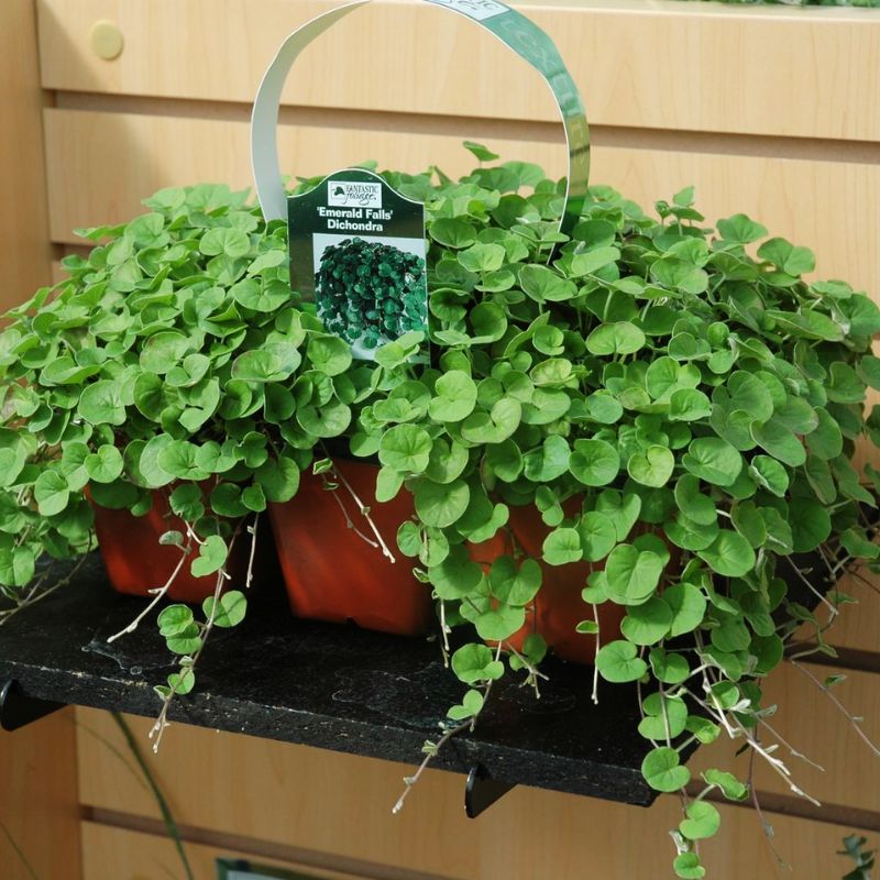 dichondra indoor plant Dichondra Emerald Falls Seed MULTI PELLETED / 1,000 seeds / UNTREATED